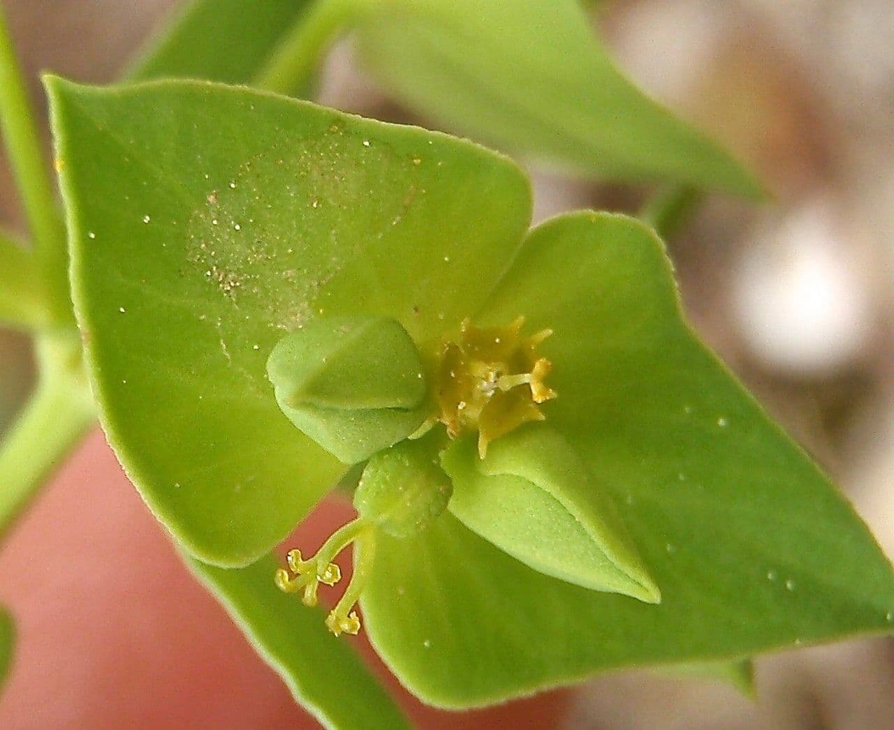 Pryšec 5