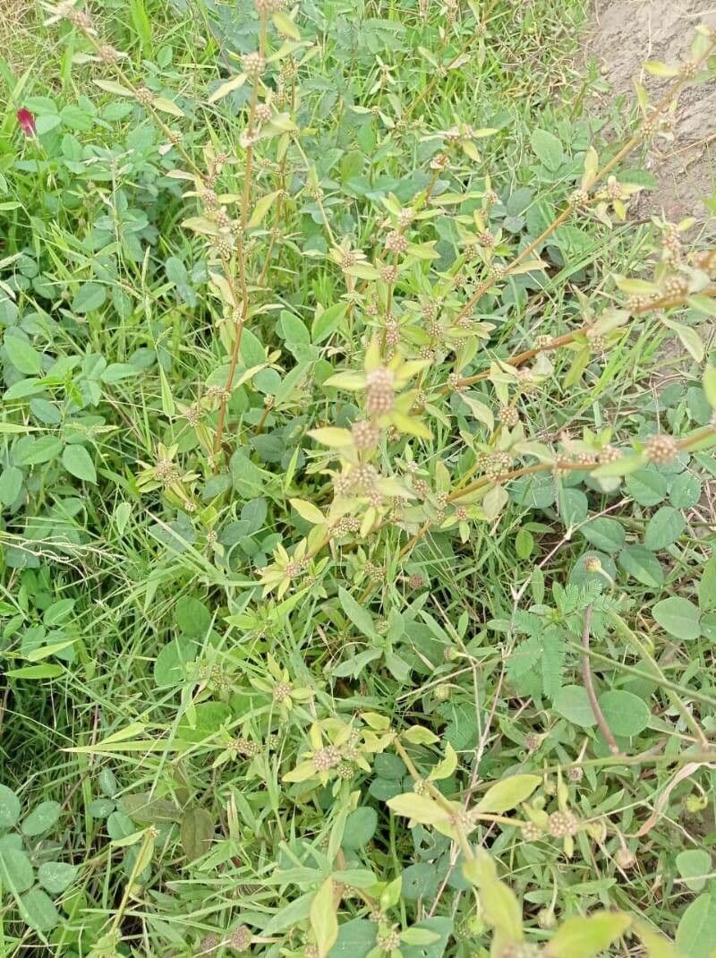Mitracarpus hirtus 2