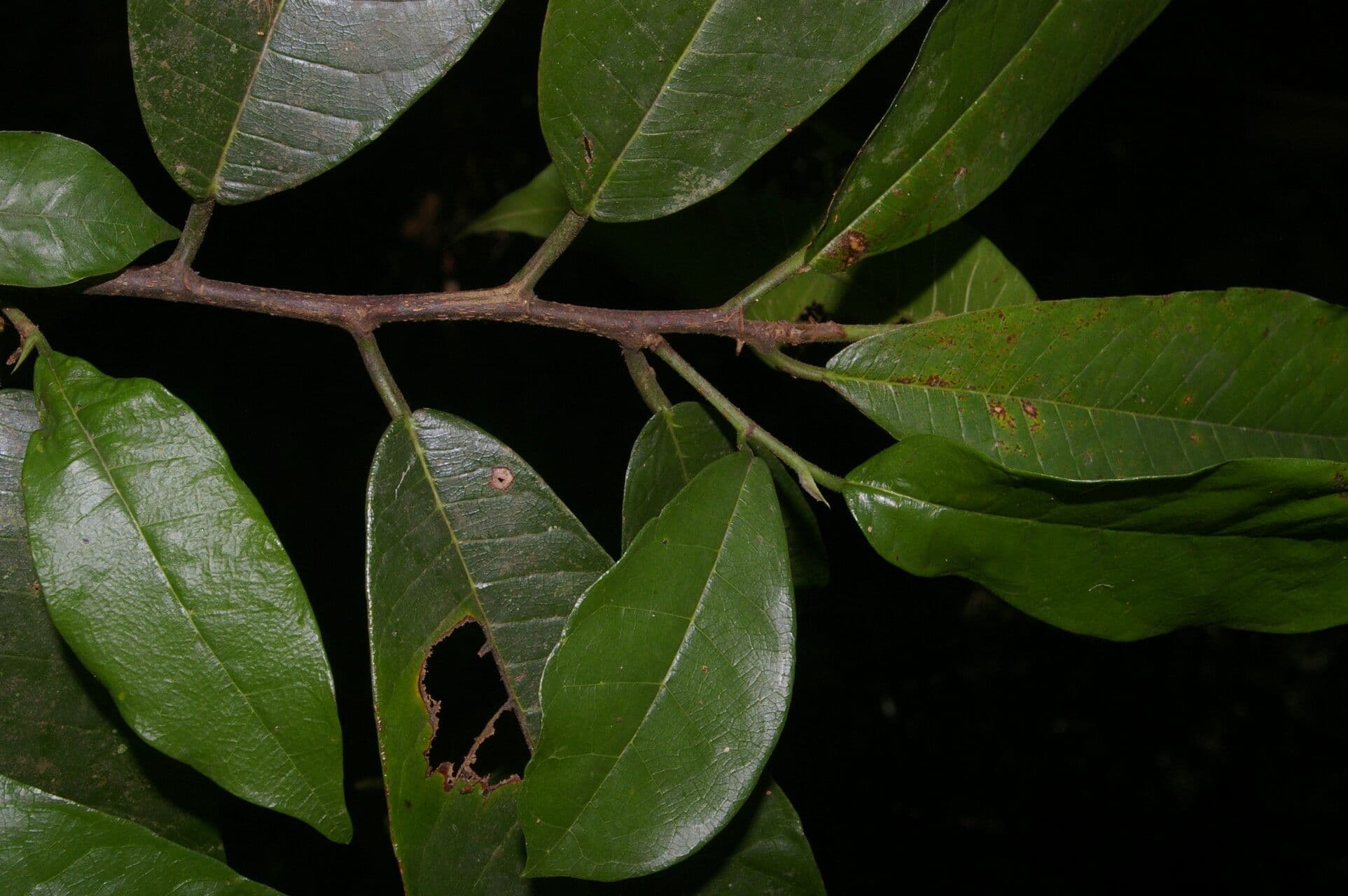 Brosimum lactescens 6