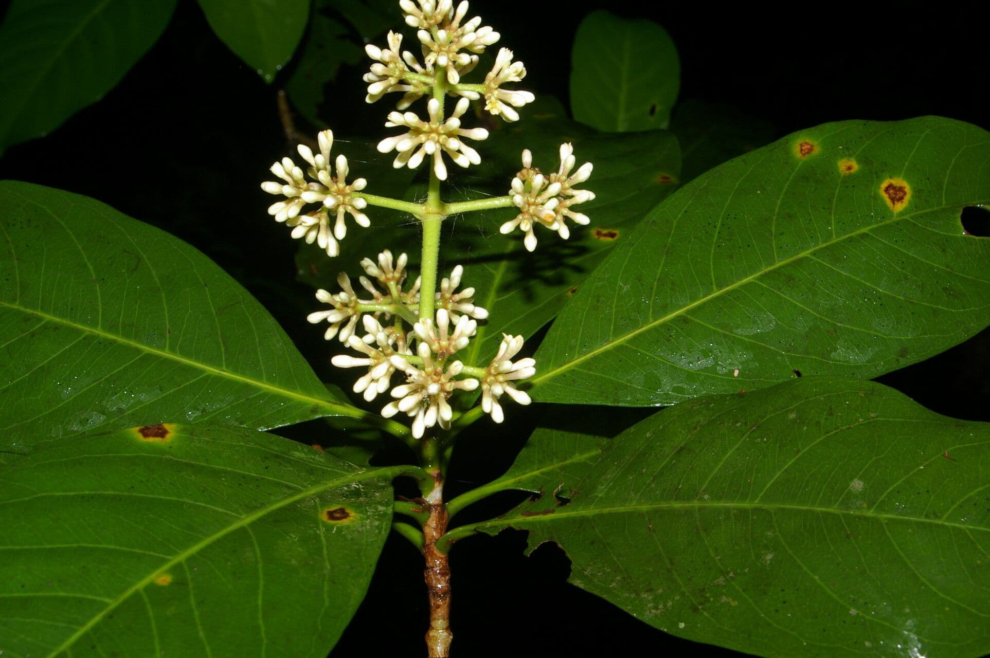 Ixora 2