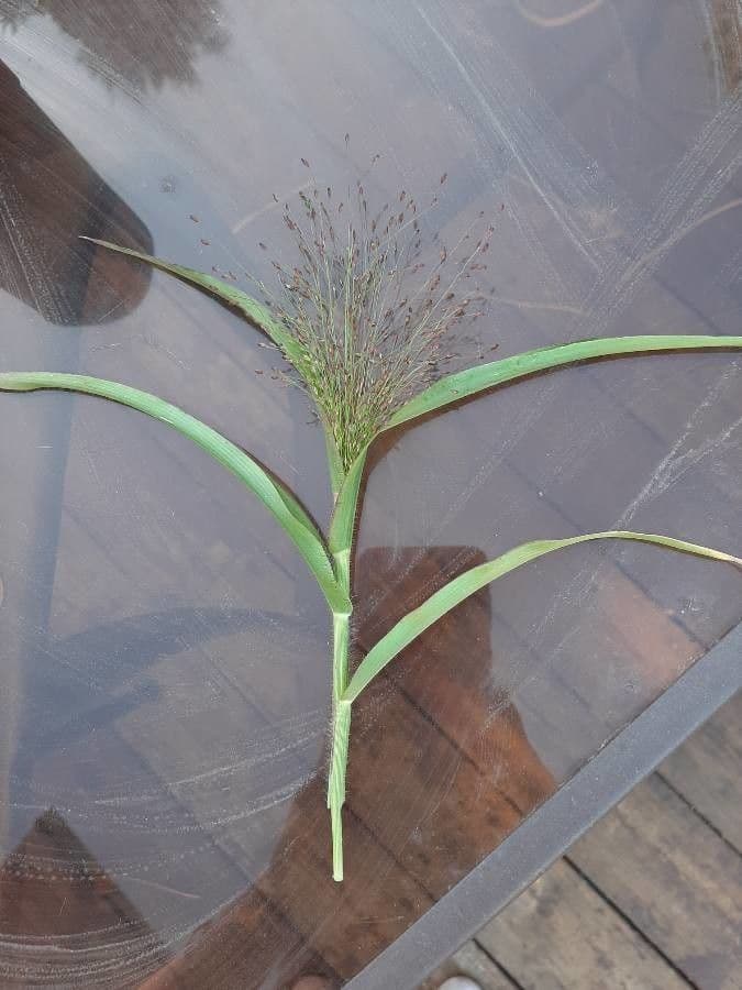 Panic capillaire 18