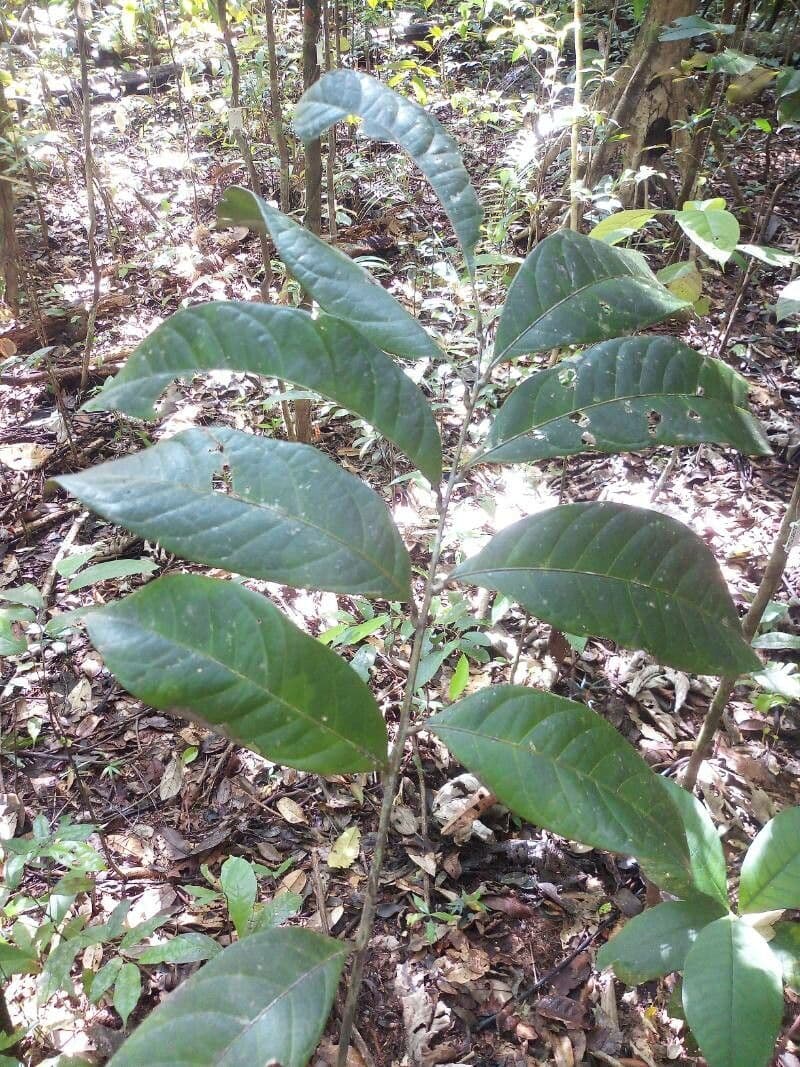 Talisia macrophylla 4
