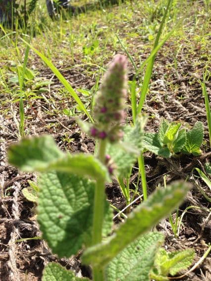 Stachys bullata 17