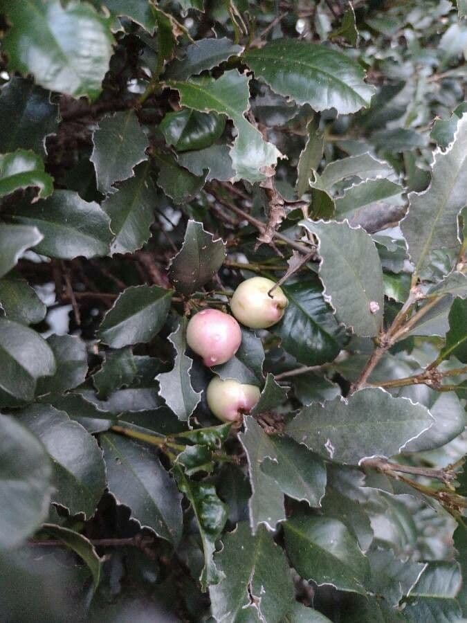 Syzygium 2