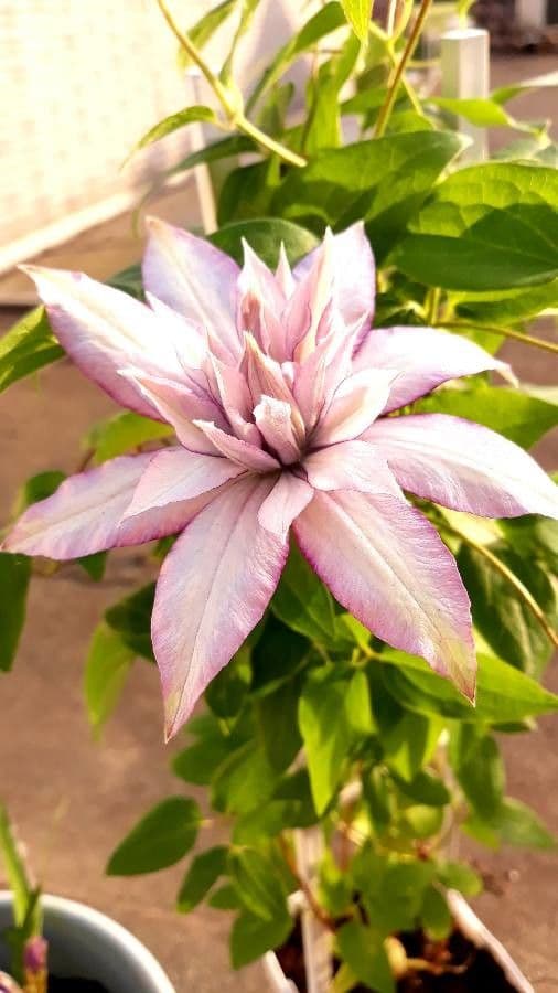 Clematis