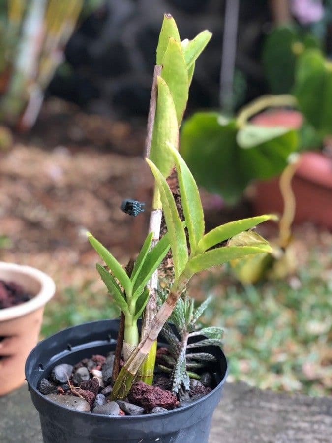 Angraecum 15