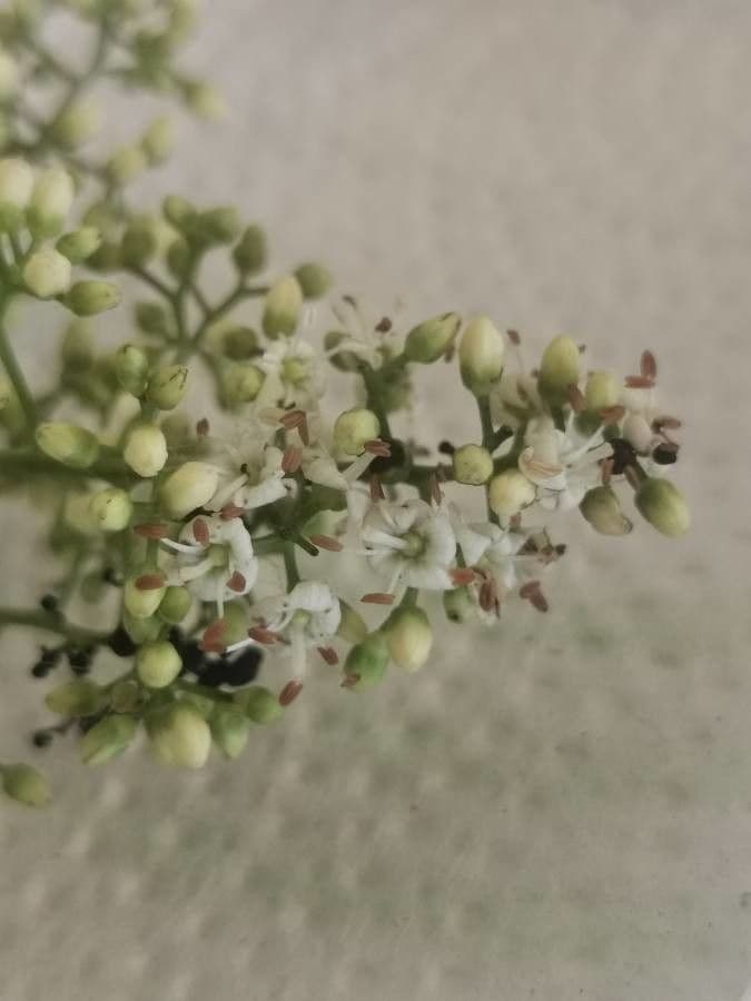 Ehretia