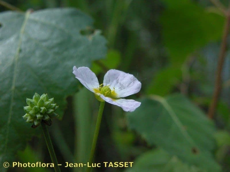 Alisma ranuncoloide 22