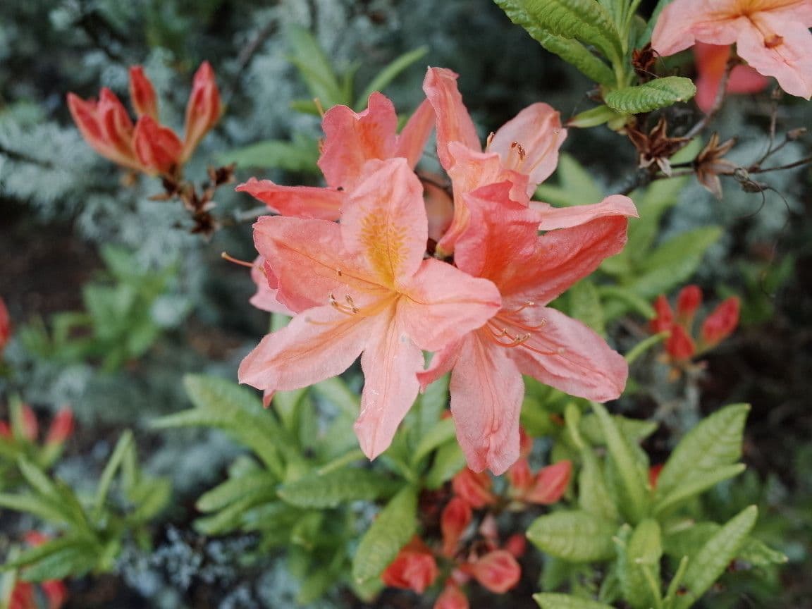 Azalea cinese 4