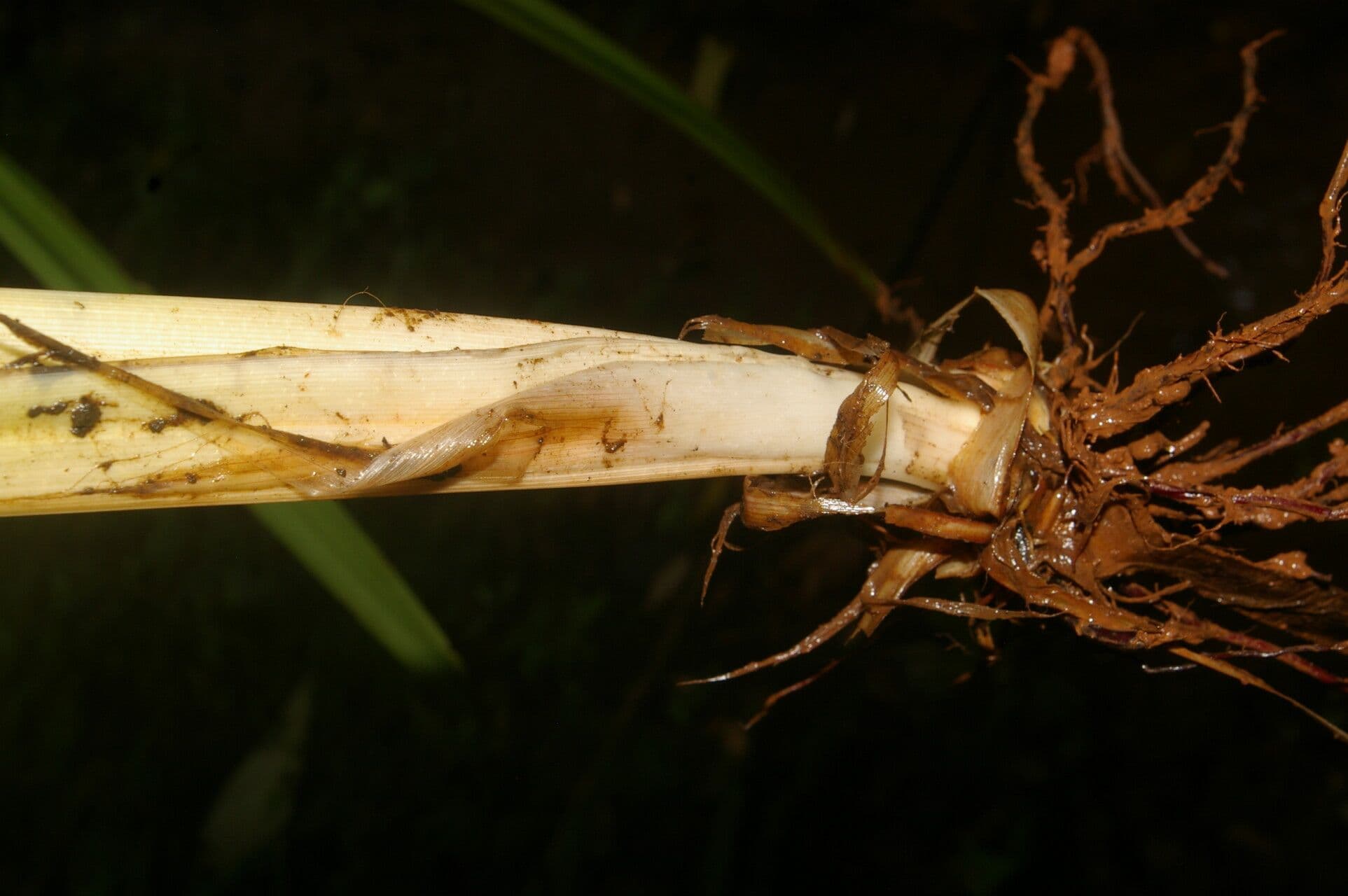 Becquerelia cymosa 16