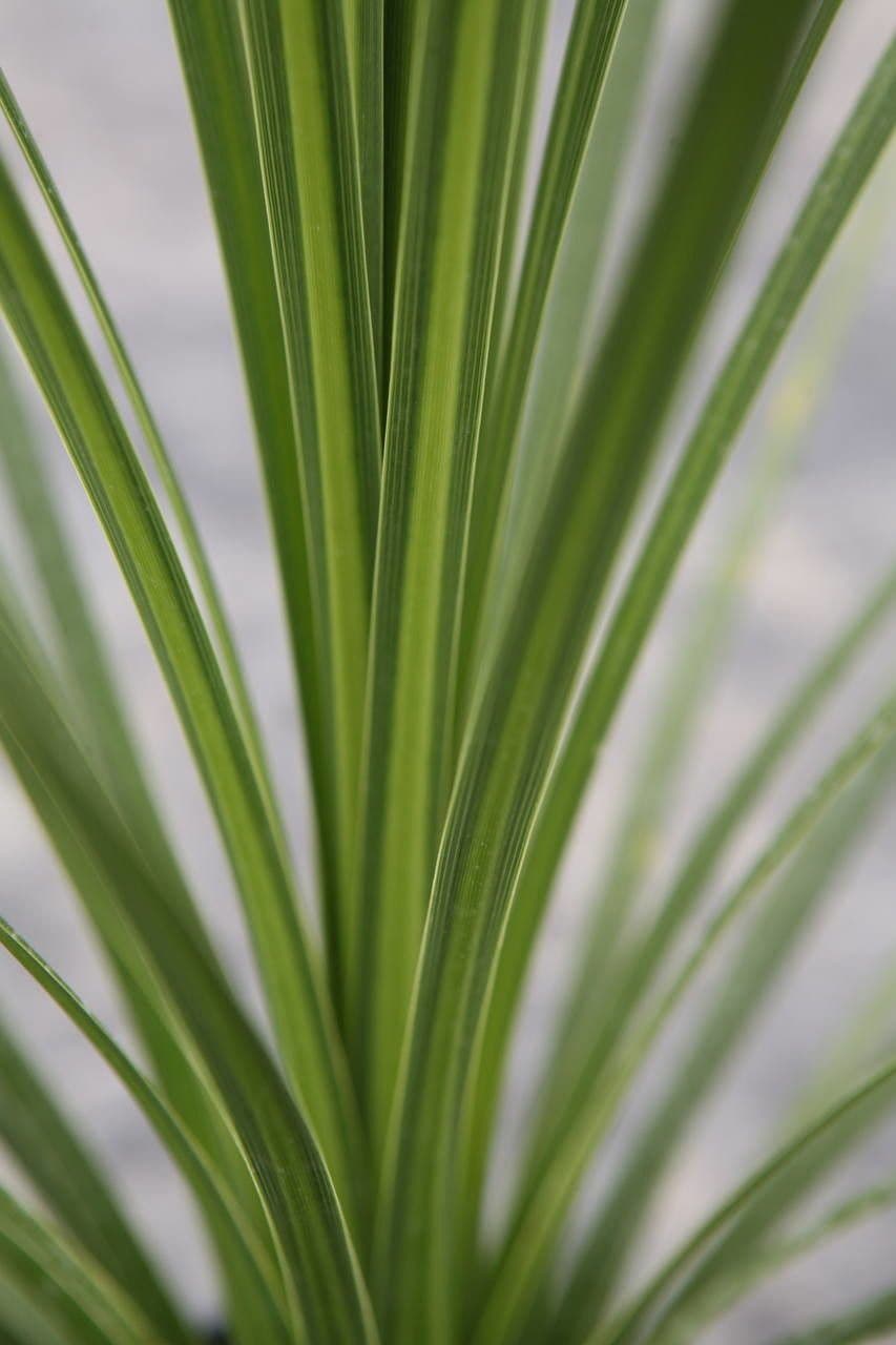 Cordyline 16