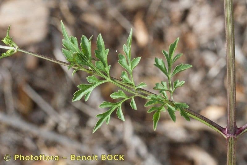 Bidens bipinnata 28