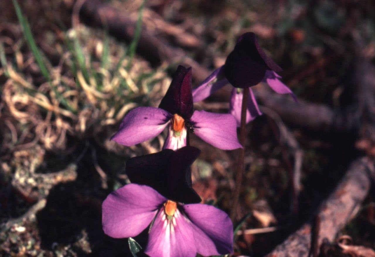 Viola pedata 10