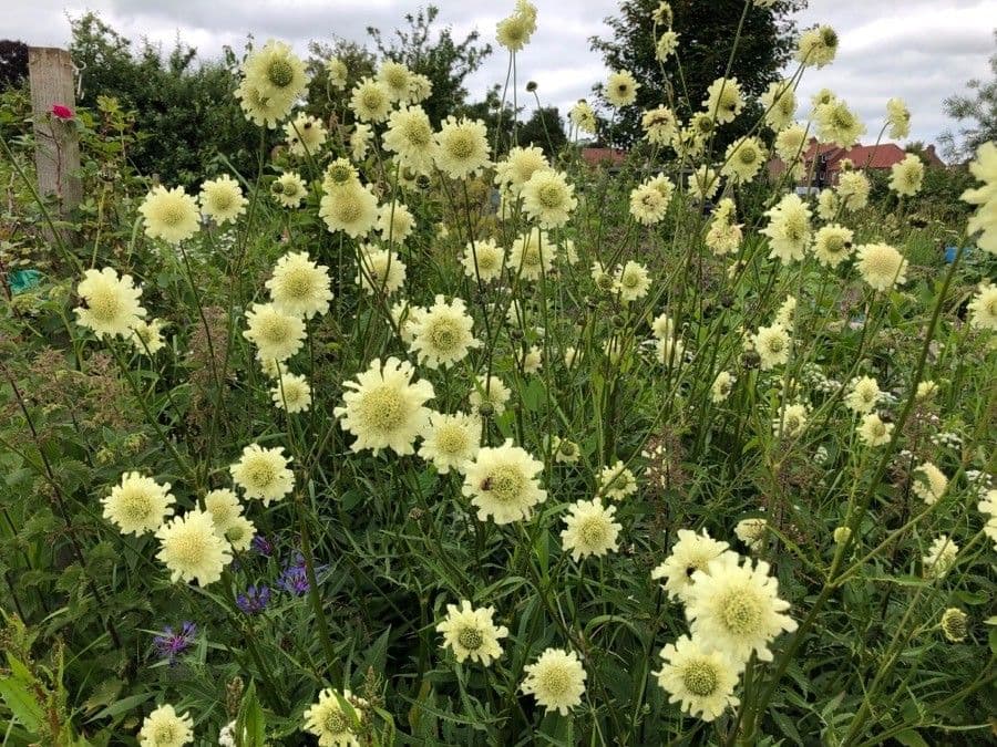 Giant-scabious 5