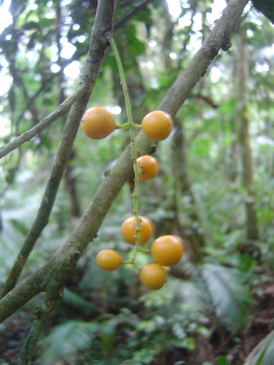 Picramnia