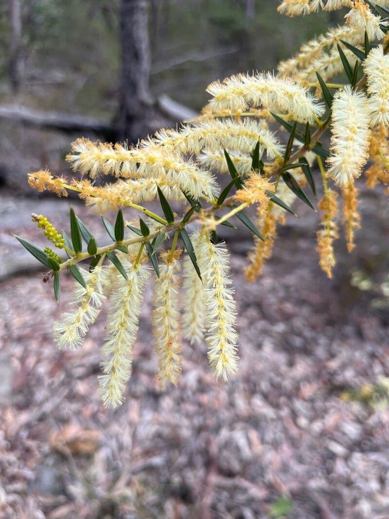 Acacia oxycedrus 3