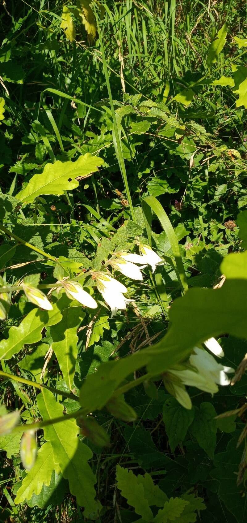 Campanula 14