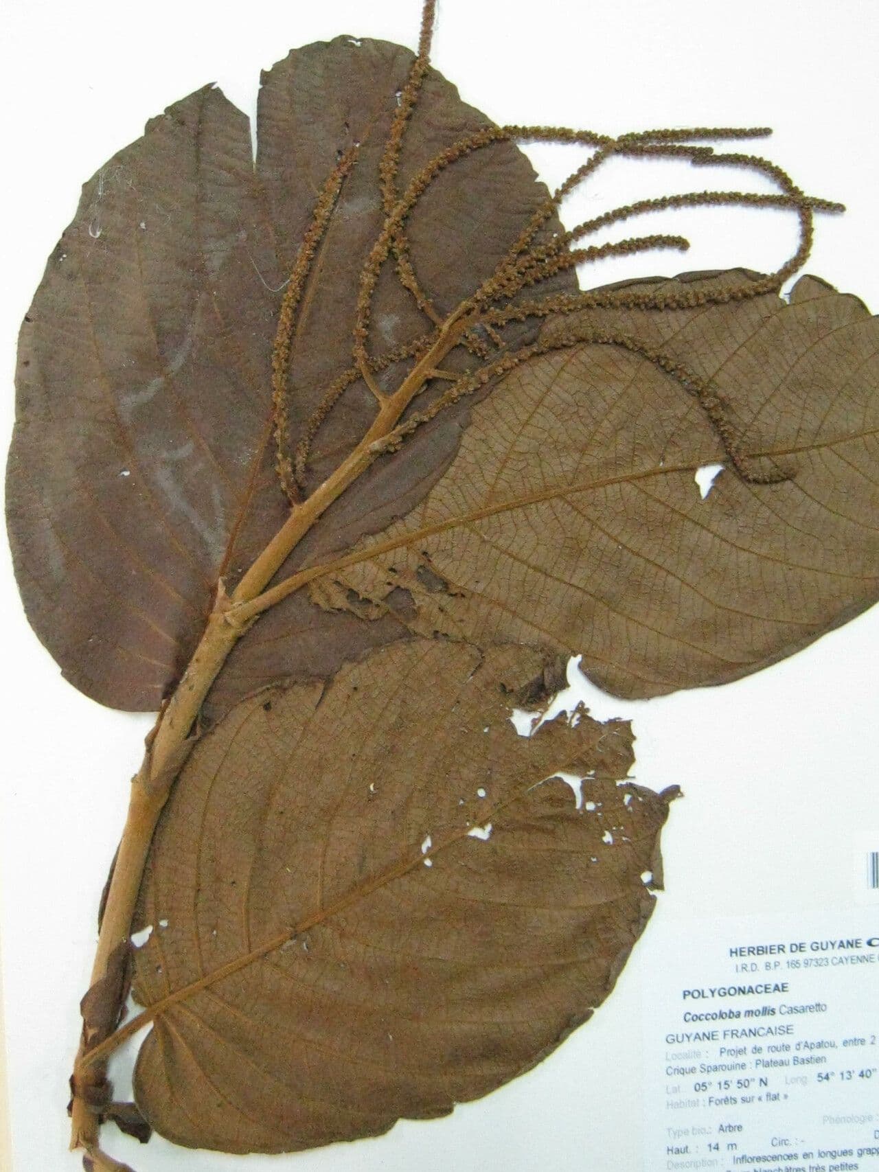 Coccoloba 15