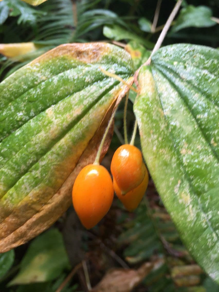 Prosartes 4