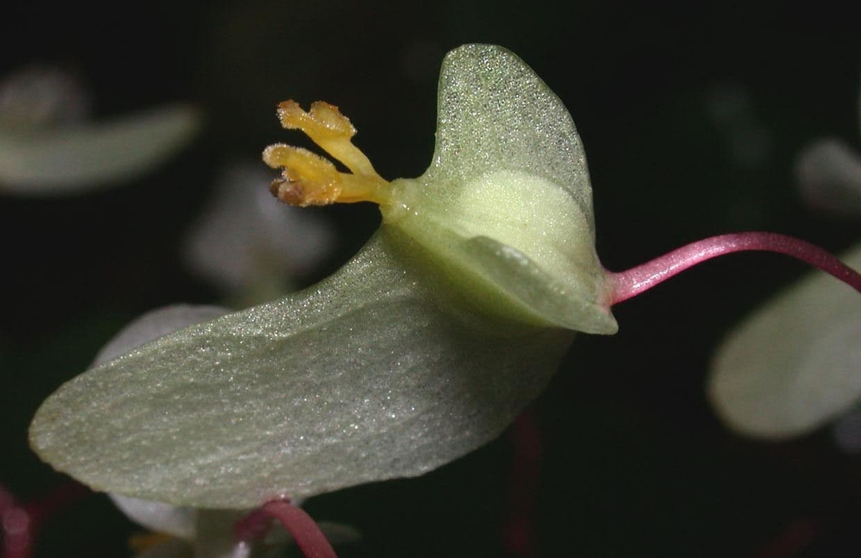 Begonia