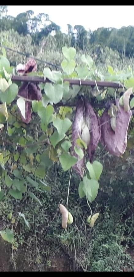 Aristolochia 14