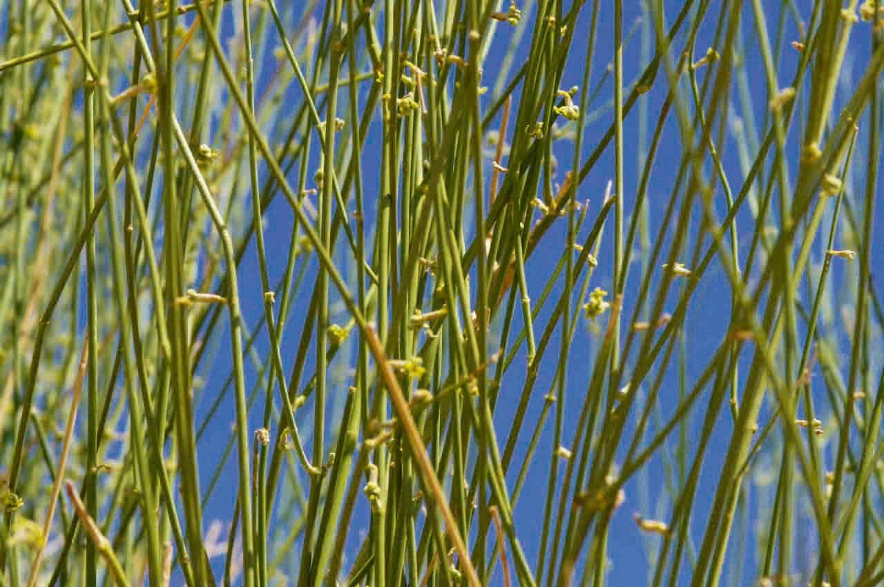 Leptadenia pyrotechnica 14