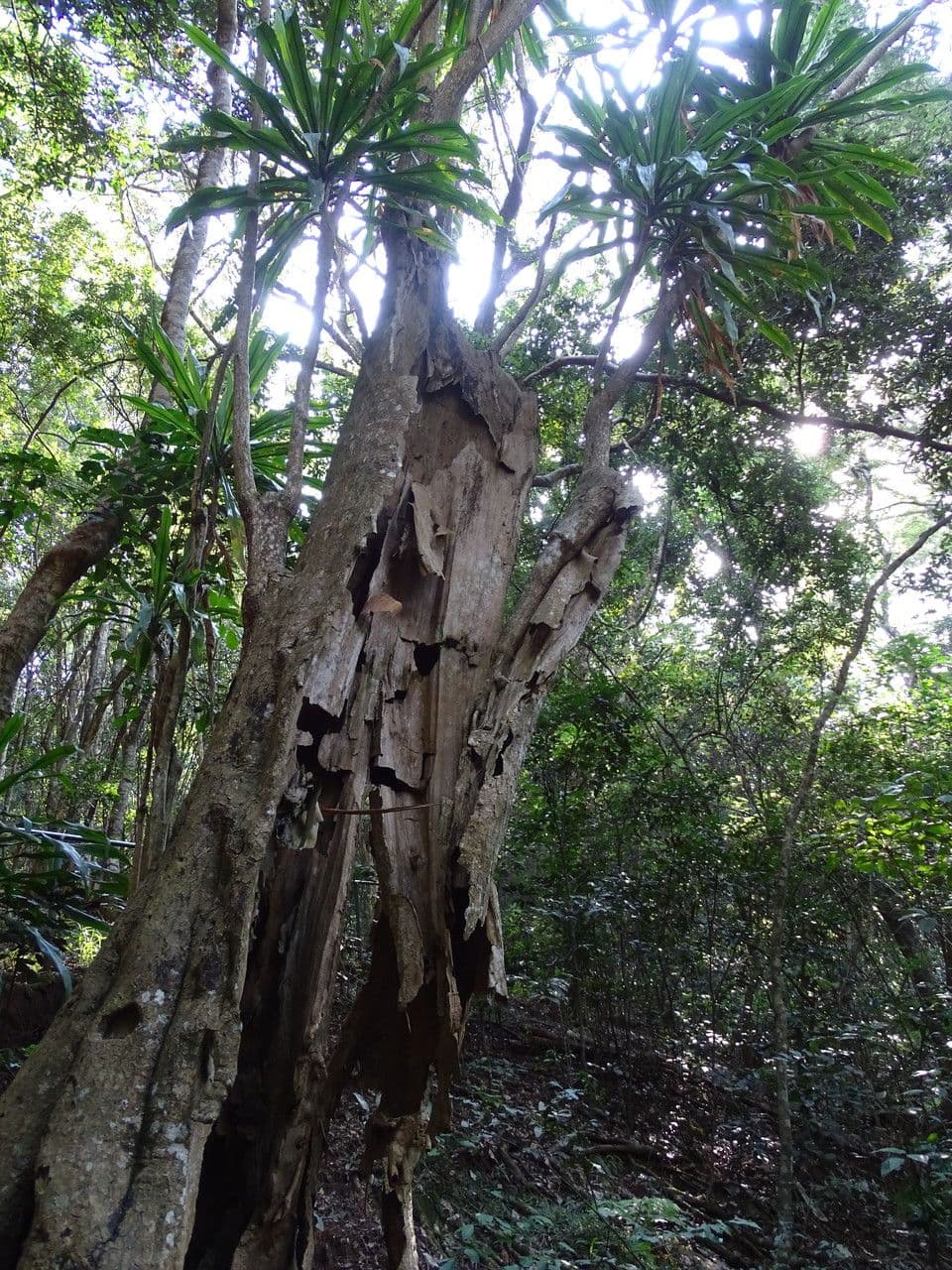 Dracaena 3