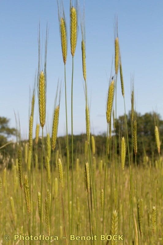Grano monococco 13