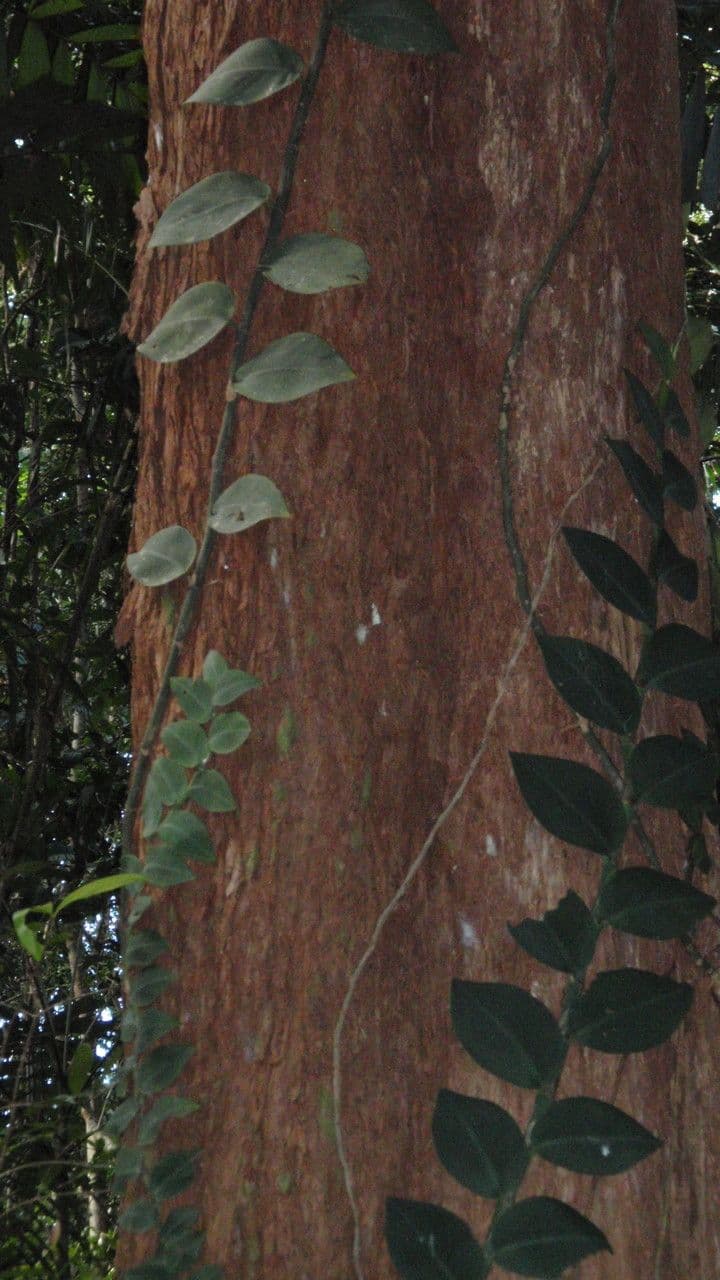 Rhaphidophora