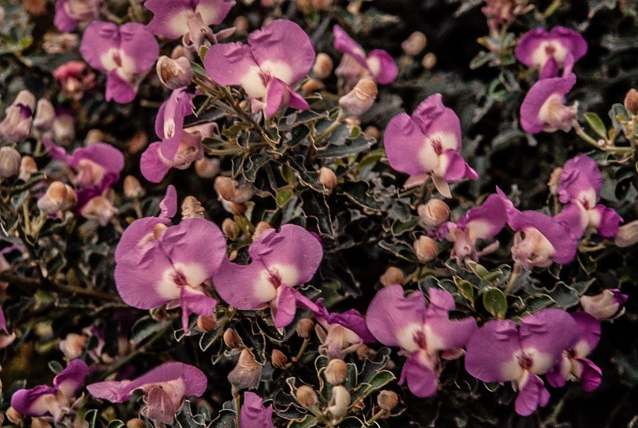 Podalyria calyptrata