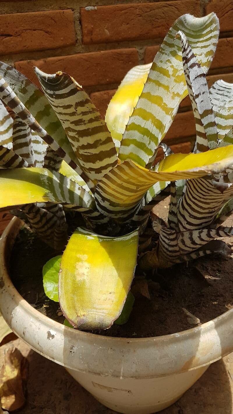 Aechmea chantinii 2