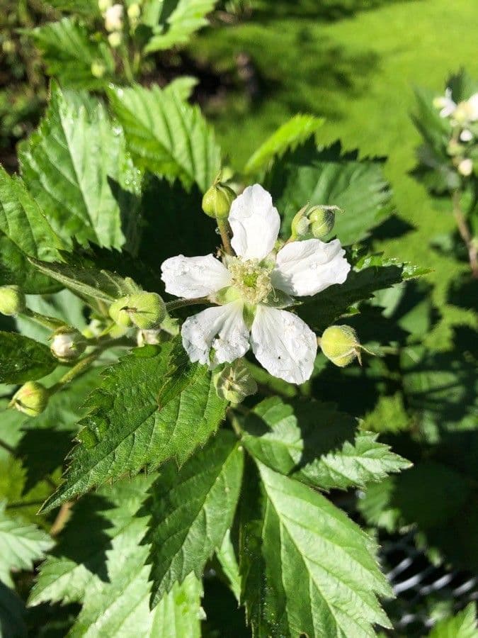 Mûrier à fleurs multiples