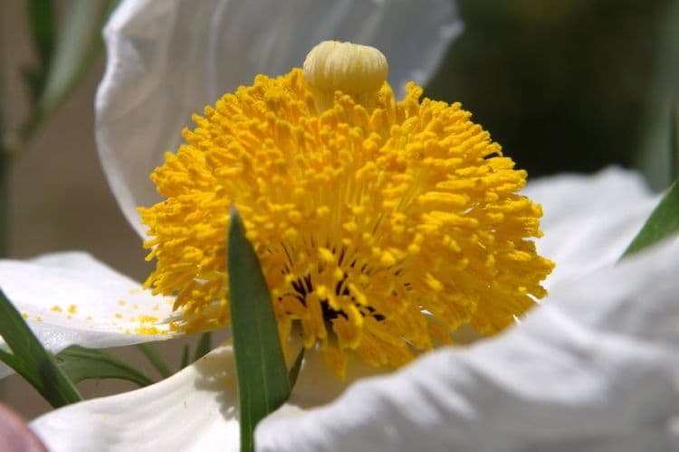 Matiola chlupatá 4