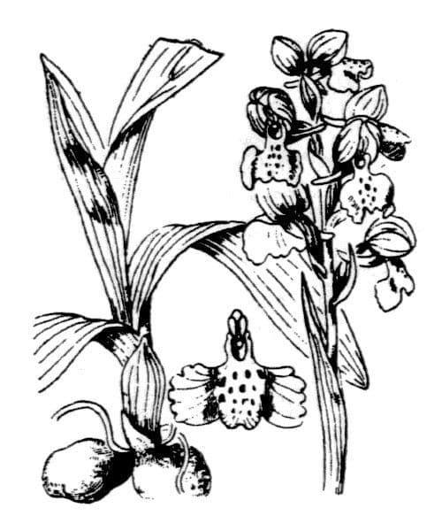 Orchide minore 28