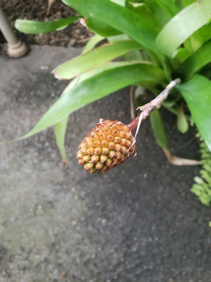 Aechmea
