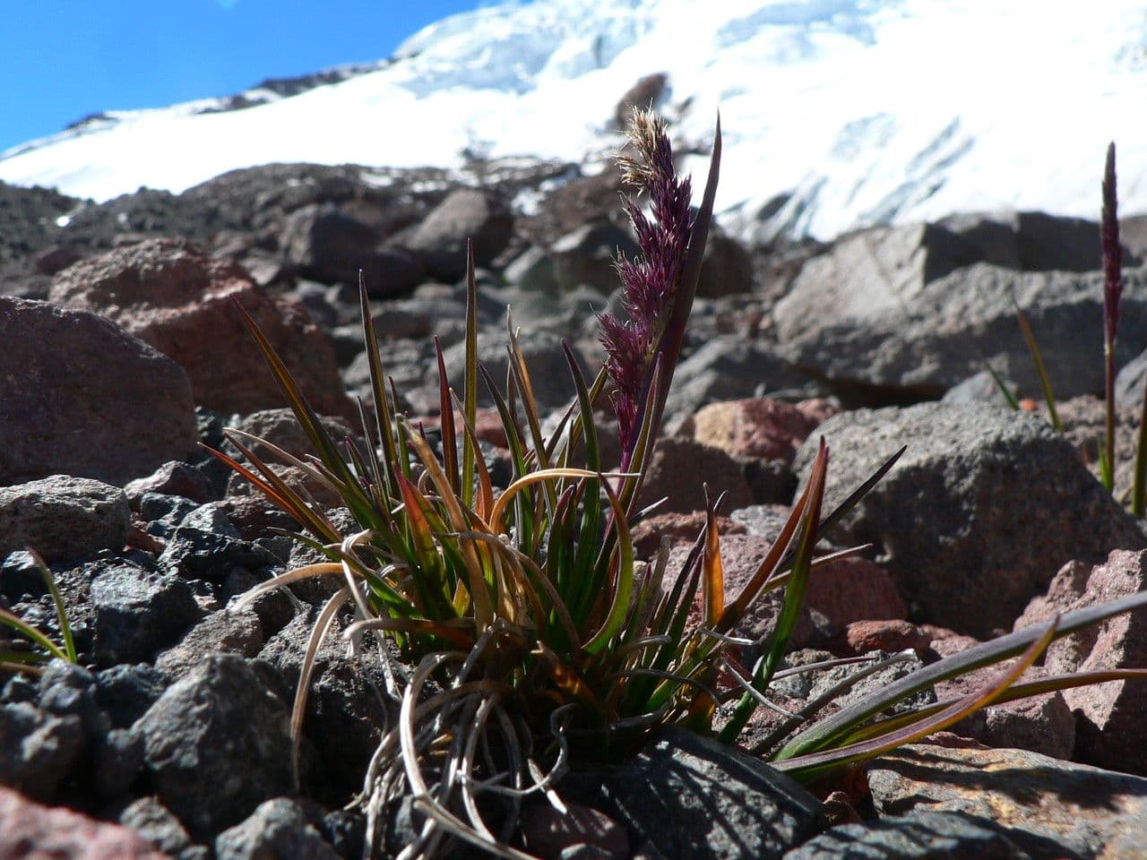 Calamagrostis 3