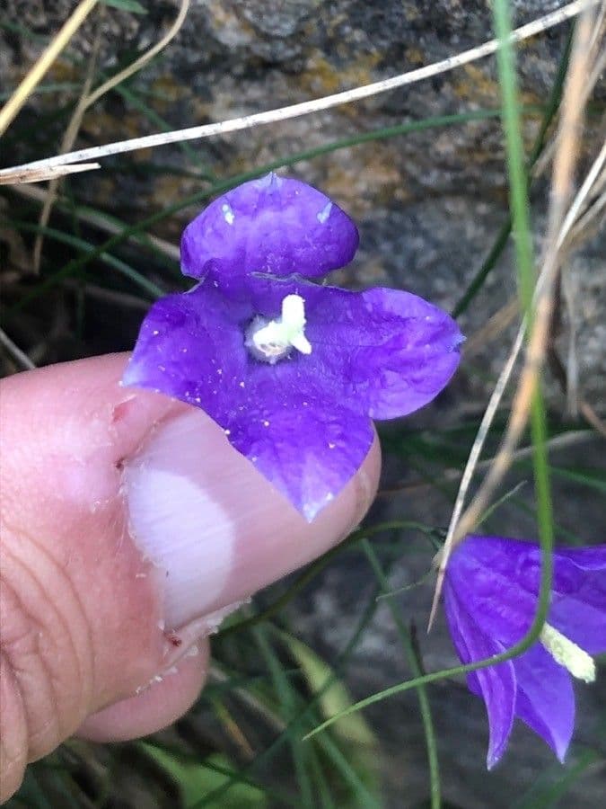Campanula di Hermini