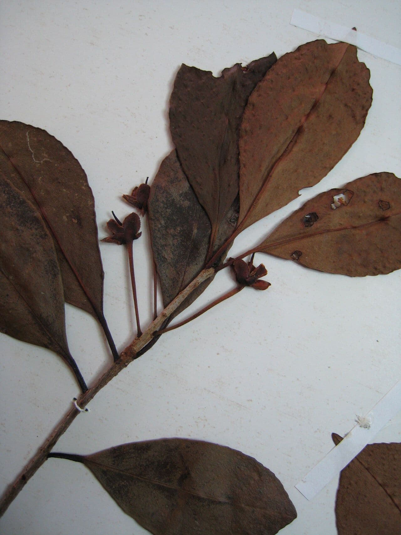 Ternstroemia delikatna