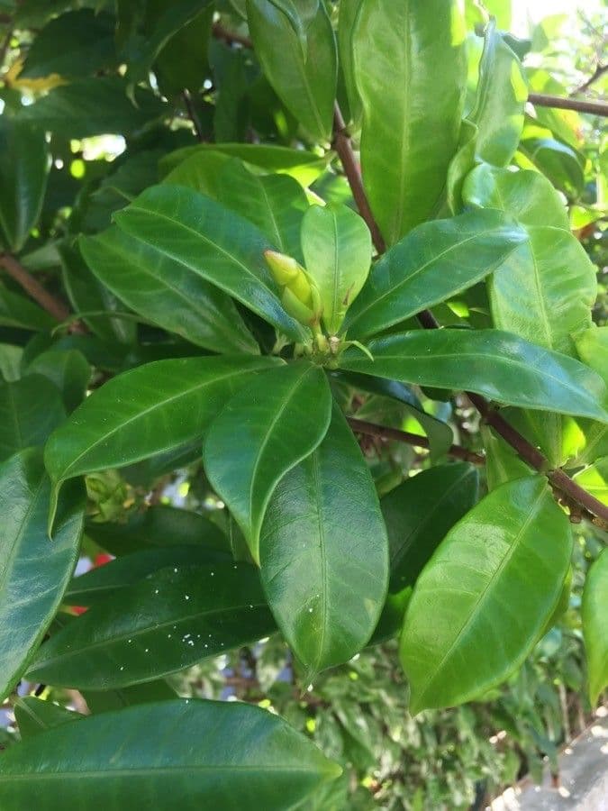 Allamanda 18