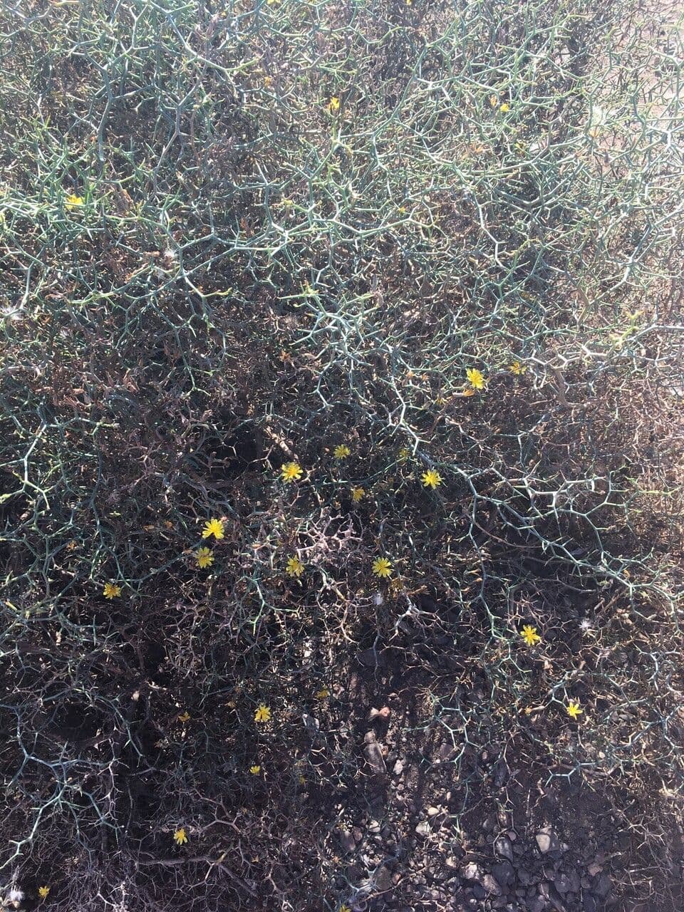Launaea arborea 19