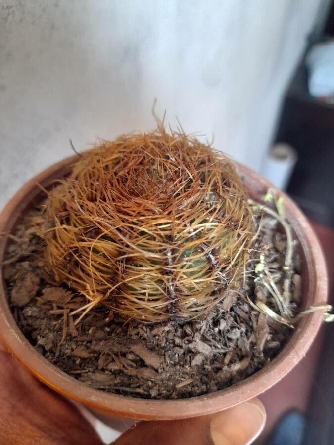 Melocactus 10