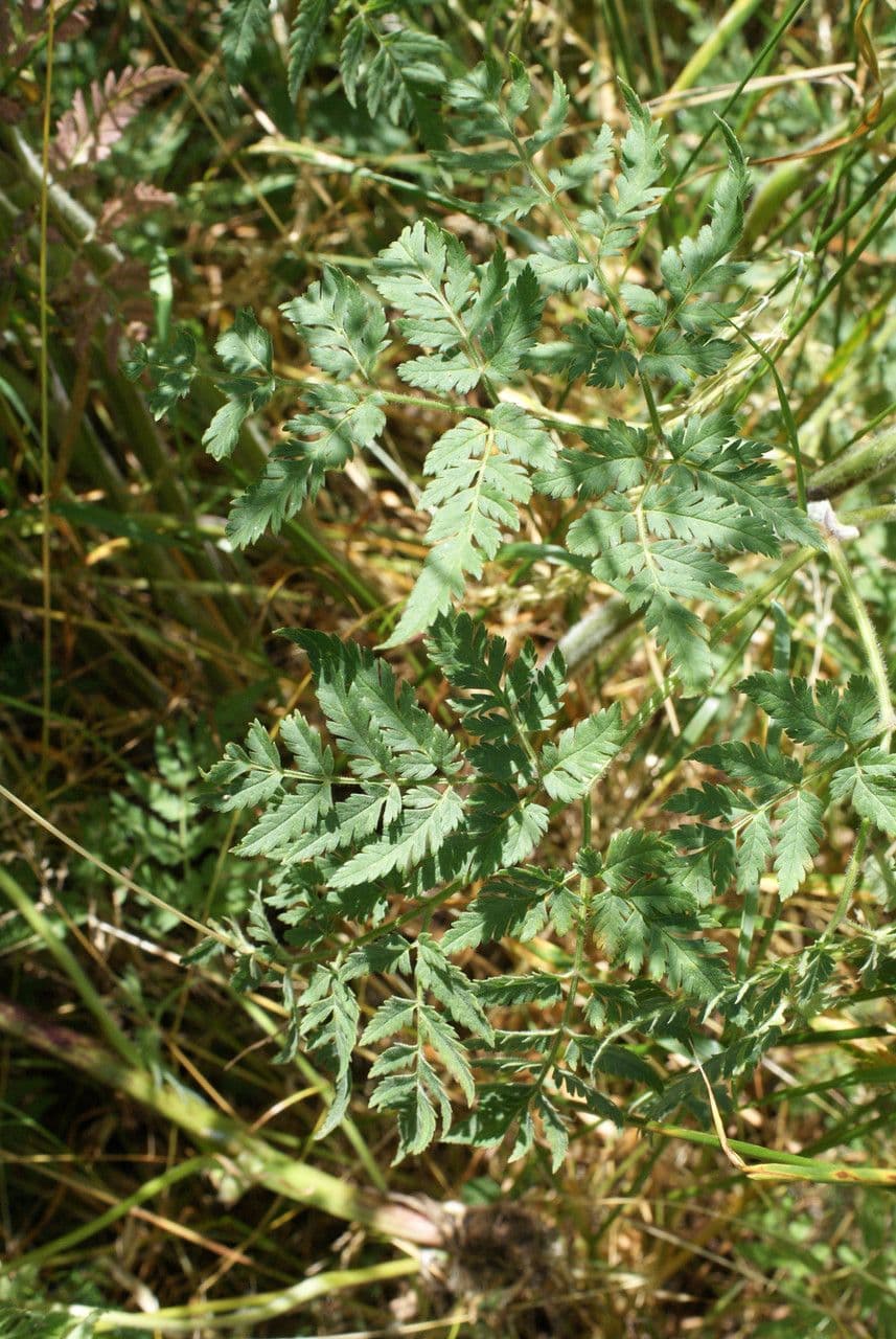 Cerfoglio dorato 16