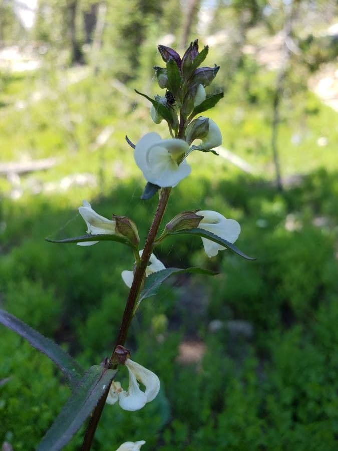 Pediculare a grappoli 8