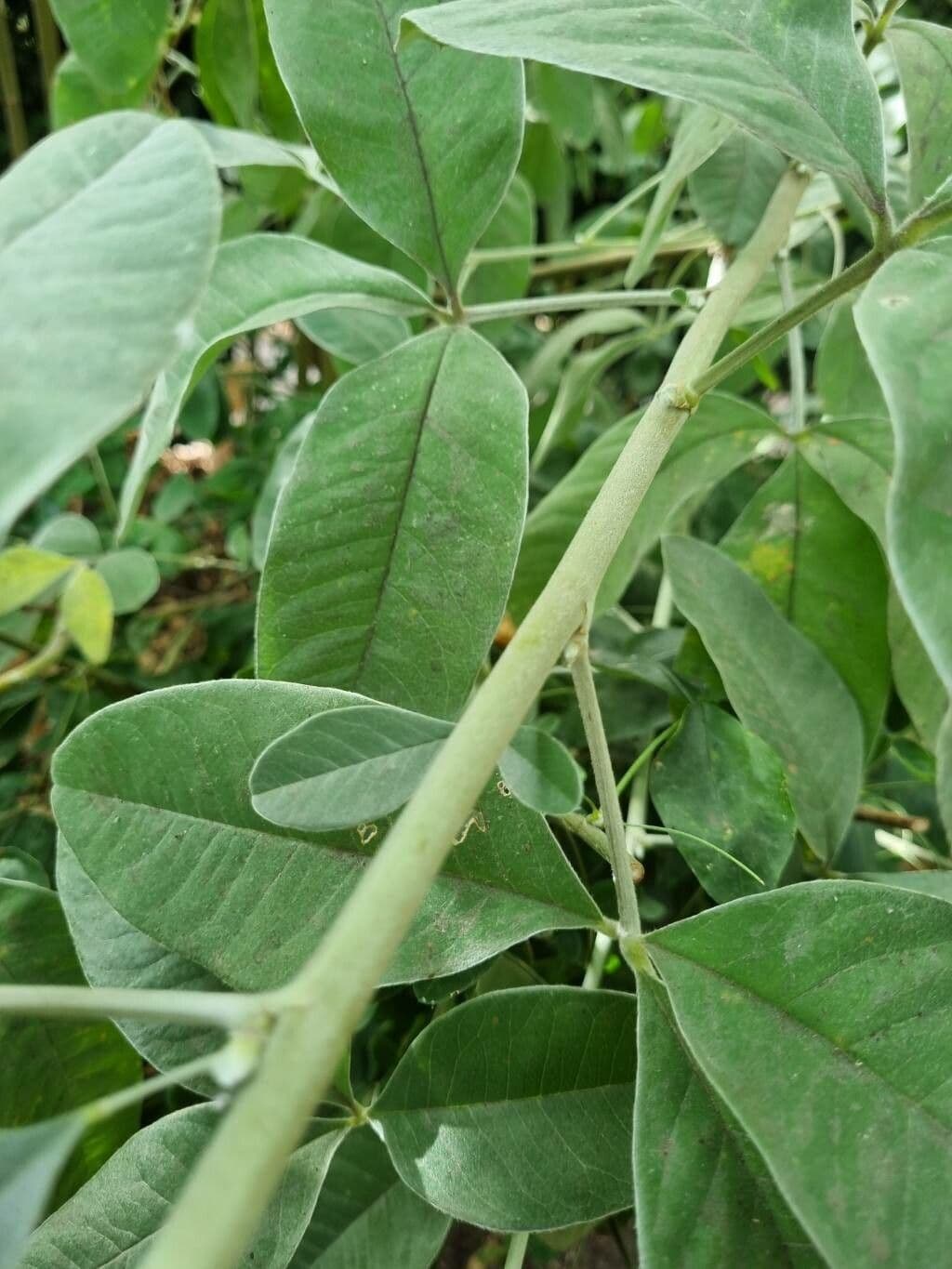 Argyrocytisus battandieri 15