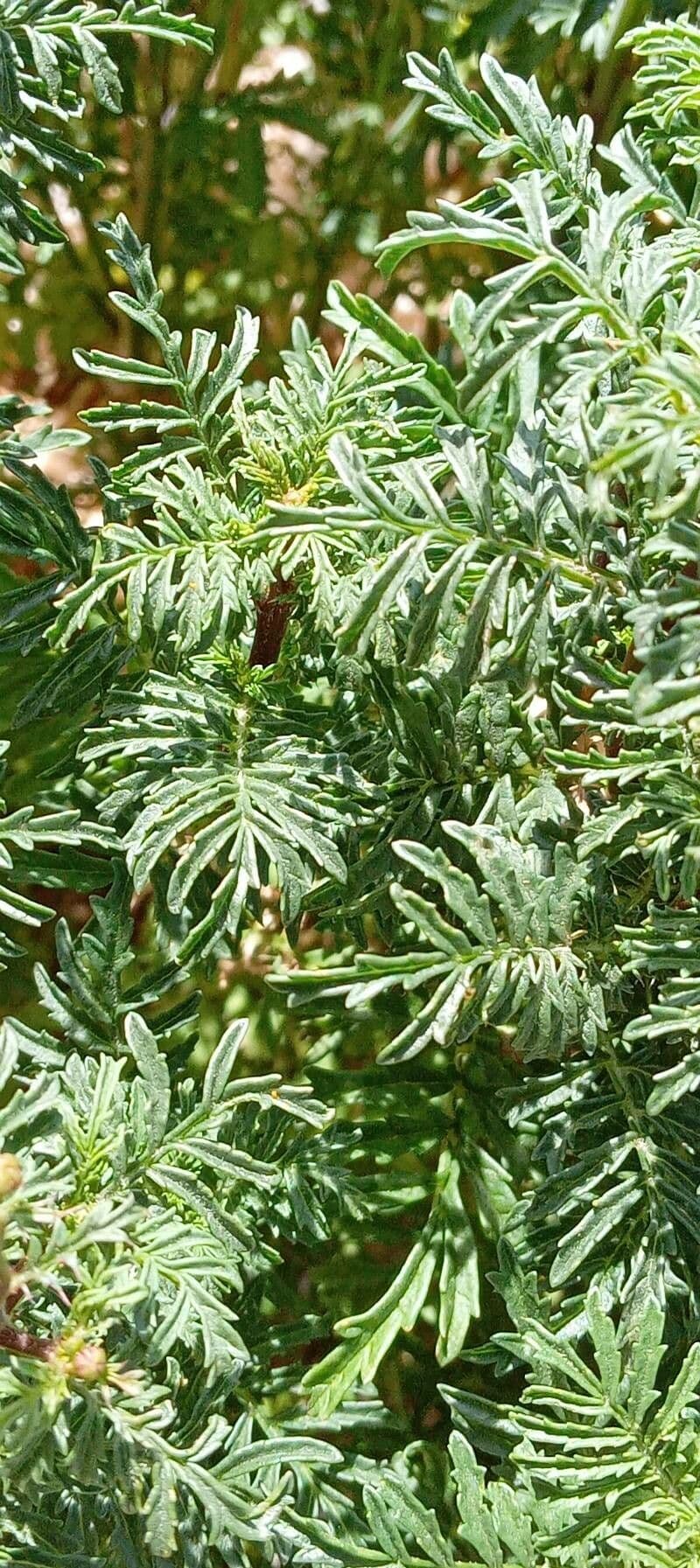 Schmalblättrige Studentenblume 14