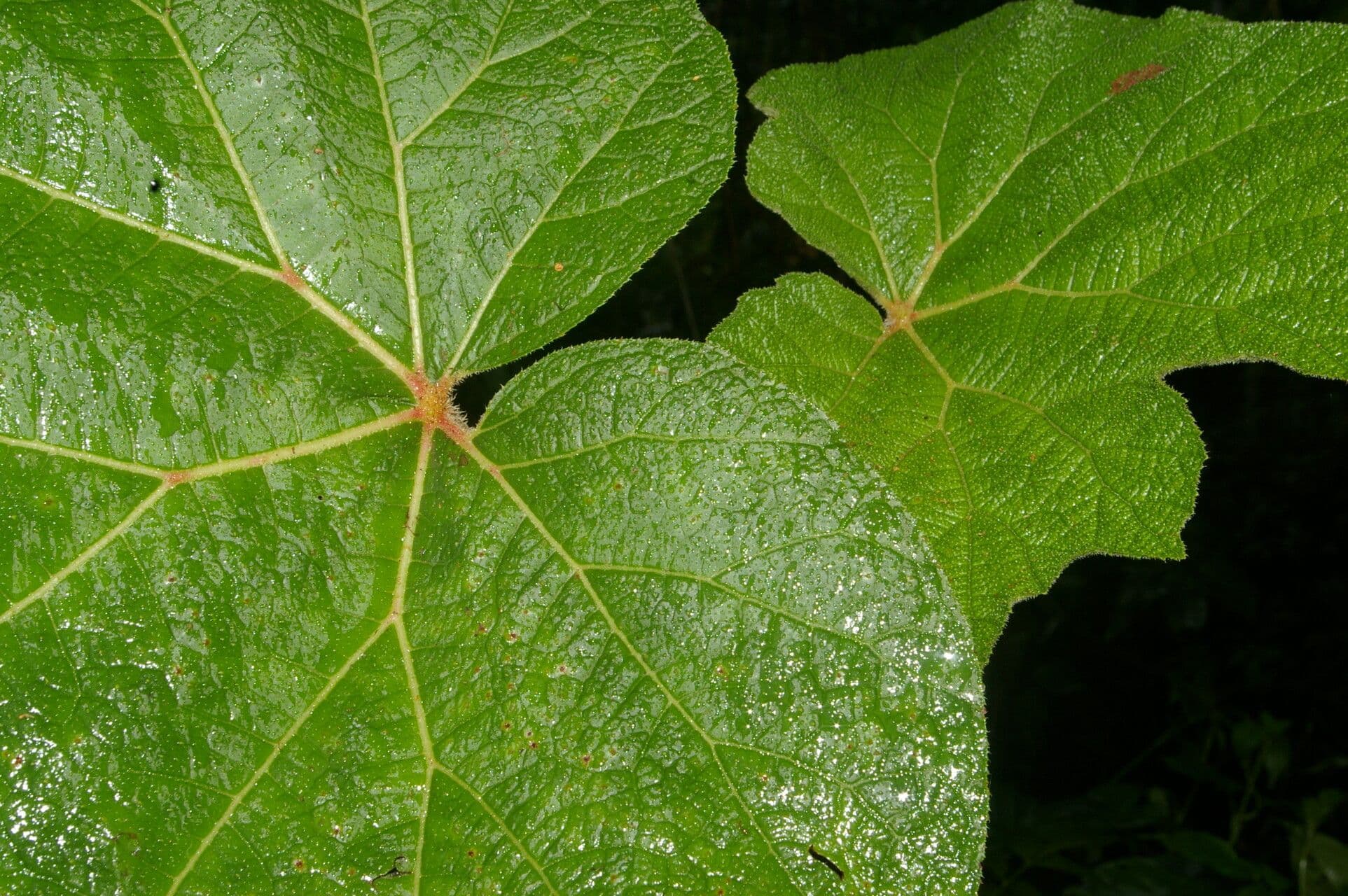 Begonia parviflora 7