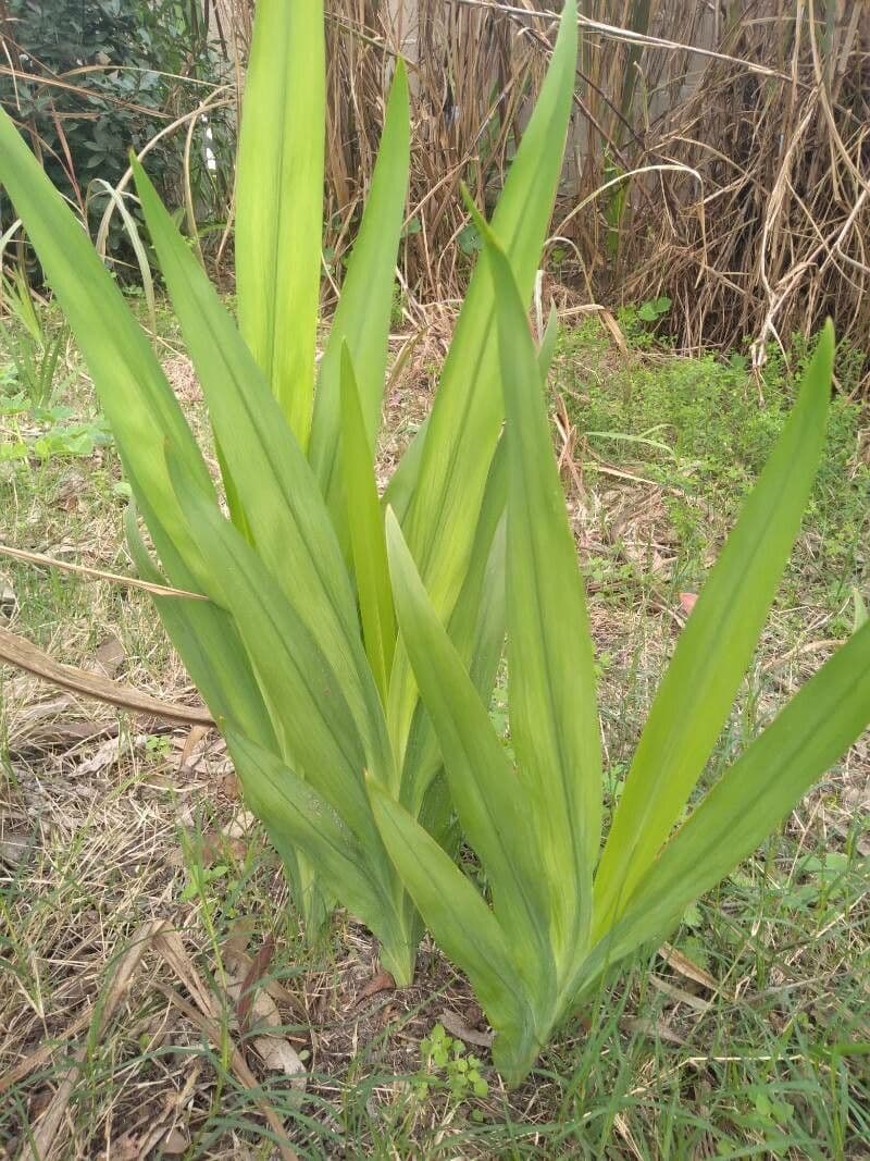 Chasmanthe aethiopica 19