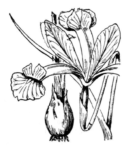 Iris xiphium 30