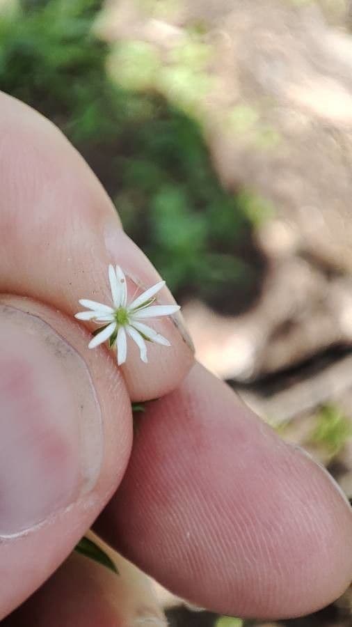 Stellaria carnosa 4