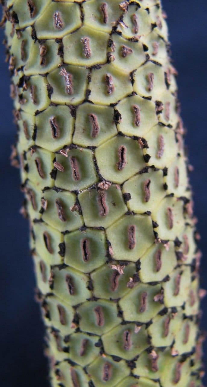 Monstera 3